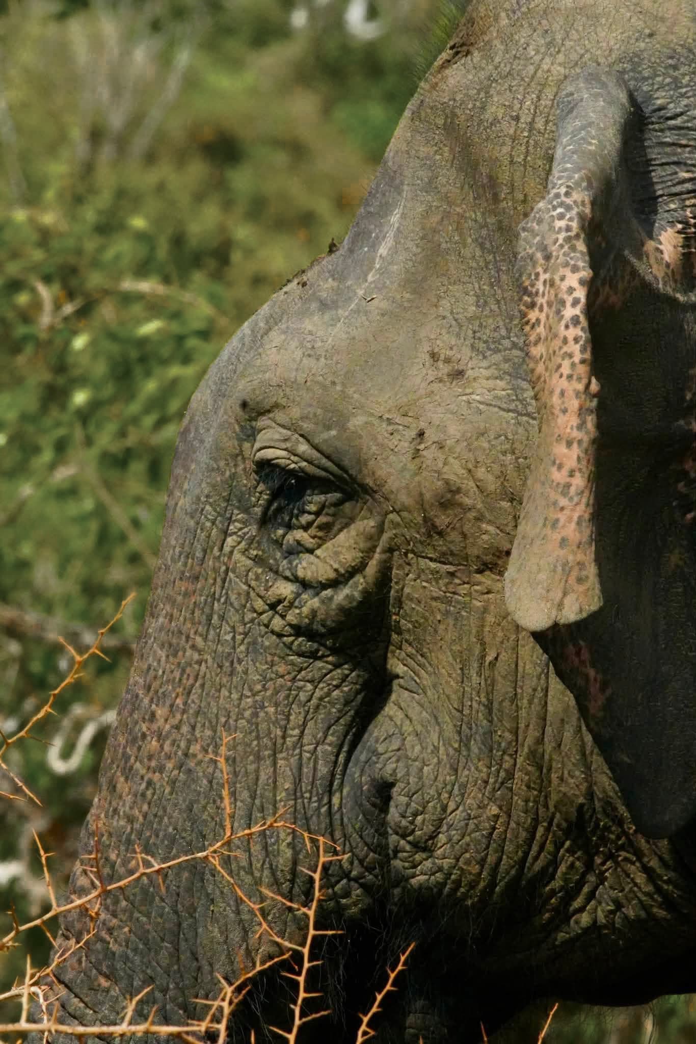 Close view of an elephant in Sri Lankan forest