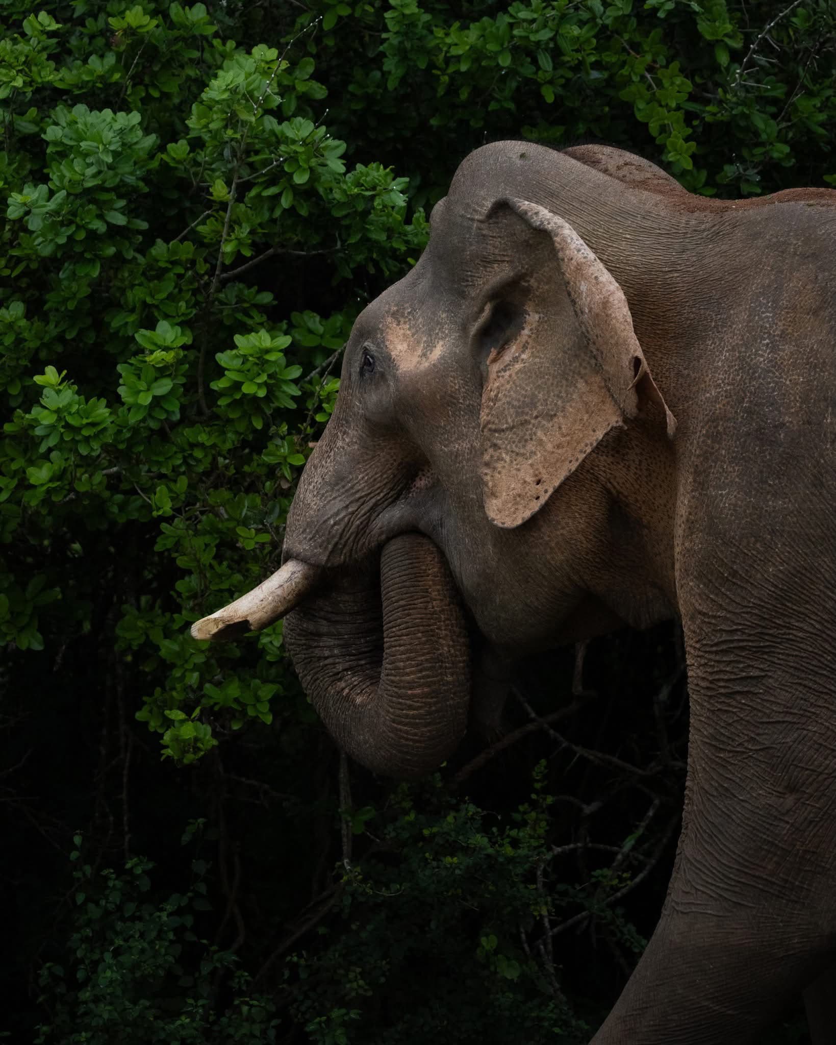 Wild elephant moving through its natural forest habitat