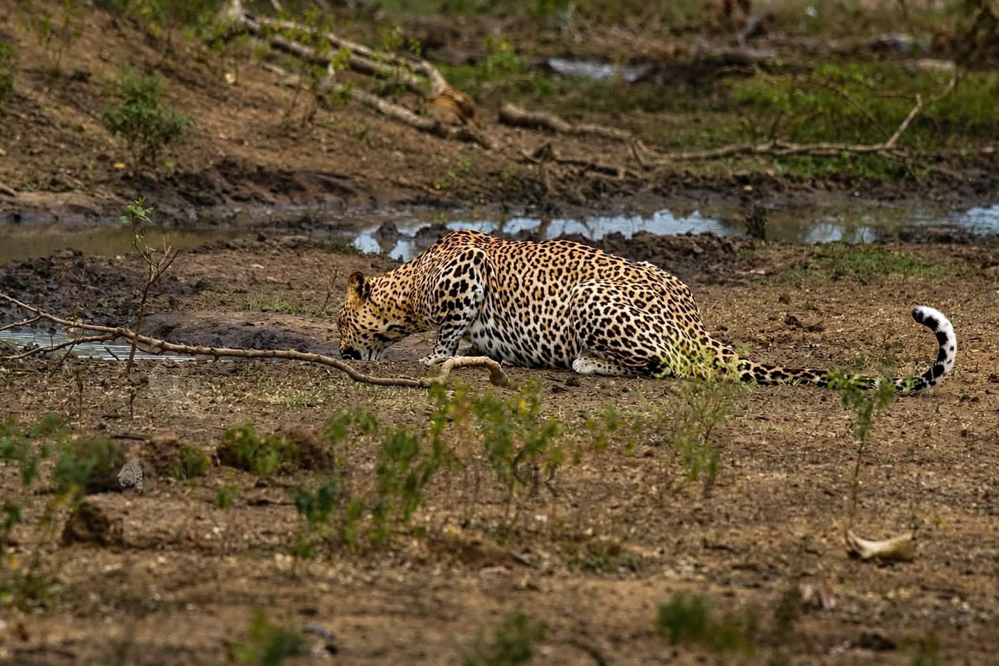 Leopard crossing through Yala's dry-zone habitat