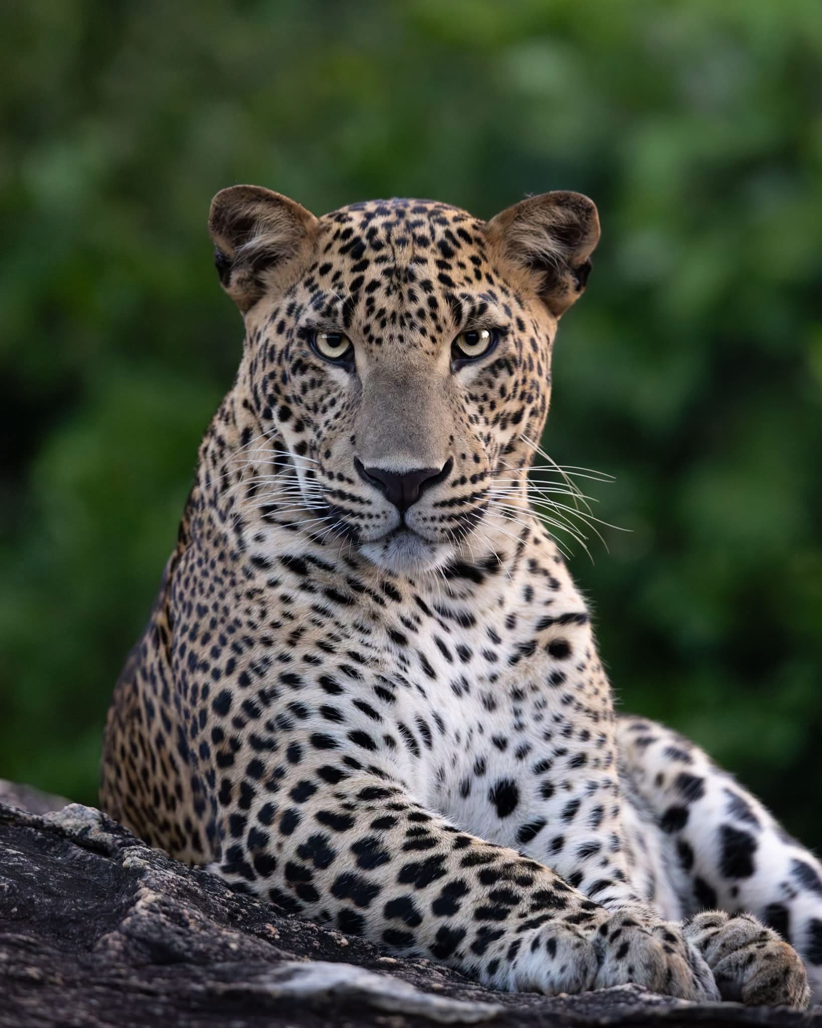 Sri Lankan leopard seated against a lush green forest backdrop