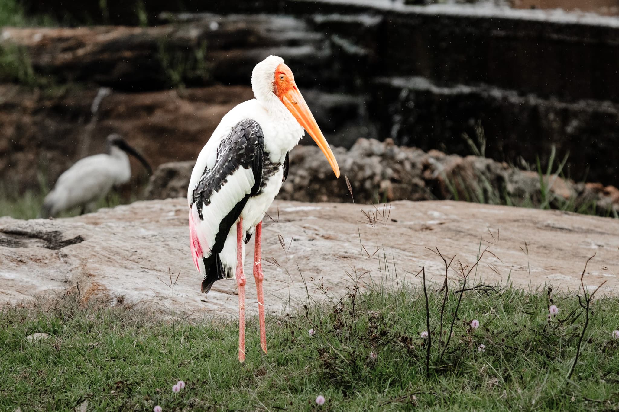 Painted stork in the wetlands of Bundala National Park